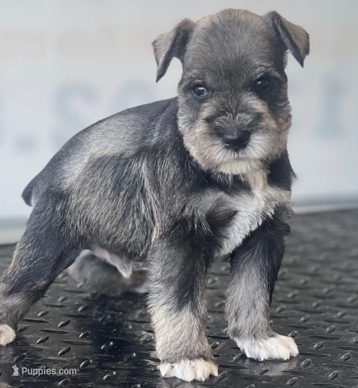Schnauzer 3 – Miniature Schnauzer puppy for sale in Brookville, IN