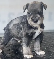 Schnauzer 3, a male Miniature Schnauzer for sale in Brookville, IN – 1 of 2