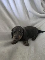 dachshund male, a male Miniature Dachshund for sale in Brookville, IN – 5 of 8