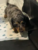 Ginger, a female Miniature Dachshund for sale in Brookville, IN – 3 of 3