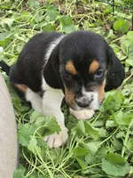 Basset 1, a male Basset Hound for sale in Brookville, IN – 3 of 6