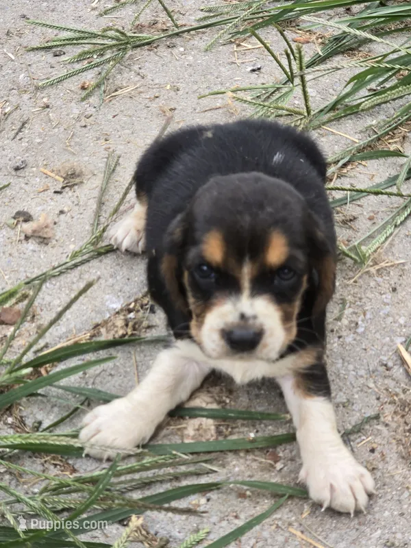 Basset 1 – Basset Hound puppy for sale in Brookville, IN