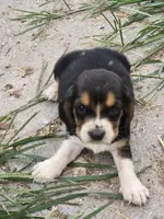 Basset 1, a male Basset Hound for sale in Brookville, IN – 1 of 6