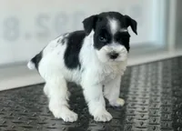 schnauzer 5, a female Miniature Schnauzer for sale in Brookville, IN – 2 of 2