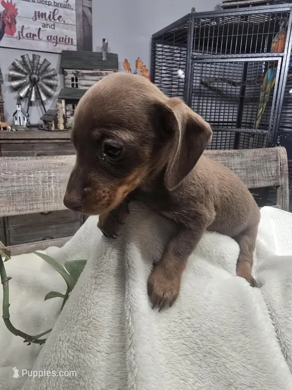 Dachshund female 1 – Miniature Dachshund puppy for sale in Brookville, IN