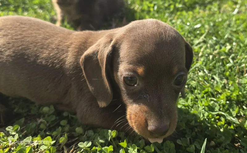 Dachshund female 1 – Miniature Dachshund puppy for sale in Brookville, IN