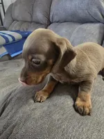 Dachshund female 1, a female Miniature Dachshund for sale in Brookville, IN – Photo 2 of 6