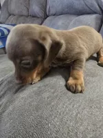 Dachshund female 1, a female Miniature Dachshund for sale in Brookville, IN – Photo 4 of 6