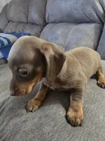 Dachshund female 1, a female Miniature Dachshund for sale in Brookville, IN – Photo 5 of 6