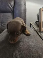 Dachshund female 1, a female Miniature Dachshund for sale in Brookville, IN – Photo 6 of 6