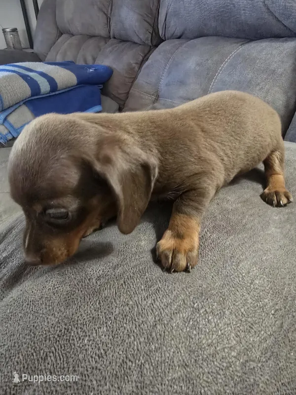 Dachshund female 1 – Miniature Dachshund puppy for sale in Brookville, IN