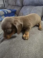 Dachshund female 1, a female Miniature Dachshund for sale in Brookville, IN – Photo 1 of 6