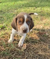 Beagle boy, a male Beagle for sale in Brookville, IN – 3 of 9