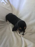 Basset 6, a female Basset Hound for sale in Brookville, IN – 4 of 5