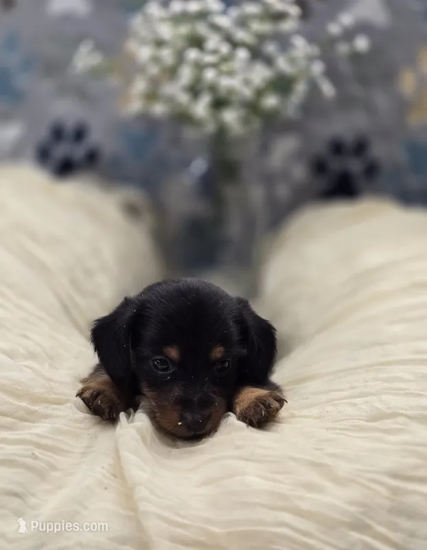 dachshund 2 – Miniature Dachshund puppy for sale in Brookville, IN