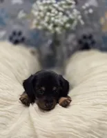 dachshund 2, a male Miniature Dachshund for sale in Brookville, IN – 1 of 3