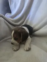 Beagle male 2, a male Beagle for sale in Brookville, IN – 6 of 6