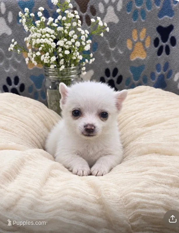 Jack – Pomchi puppy for sale in Brookville, IN