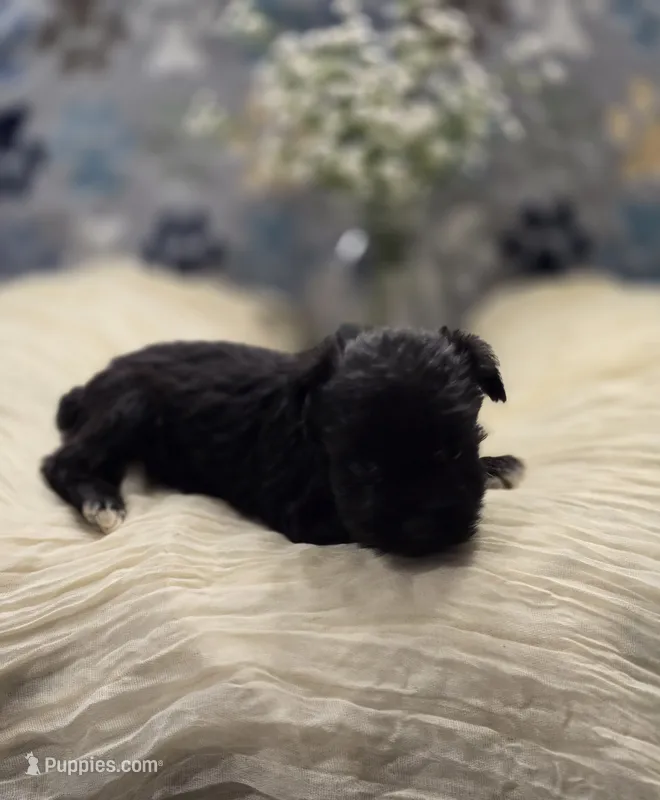 schnauzer 3 – Miniature Schnauzer puppy for sale in Brookville, IN