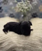 schnauzer 3, a male Miniature Schnauzer for sale in Brookville, IN – 1 of 1