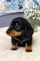 Rowdy , a male Miniature Dachshund for sale in Brookville, IN – 4 of 4