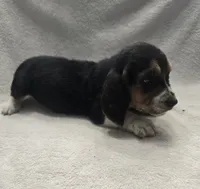 basset 5, a male Basset Hound for sale in Brookville, IN – 5 of 5