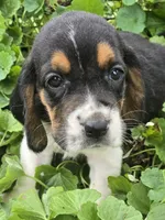 Basset 4, a female Basset Hound for sale in Brookville, IN – 2 of 6