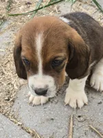 Basset 2, a male Basset Hound for sale in Brookville, IN – 4 of 7