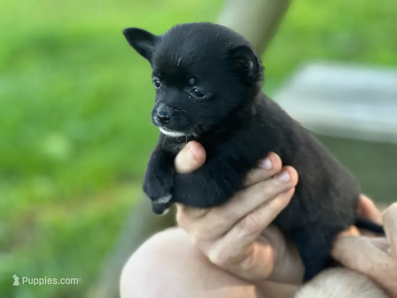 Chi female – Chihuahua puppy for sale in Brookville, IN
