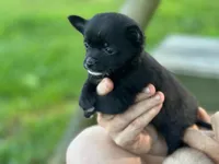 Chi female, a female Chihuahua for sale in Brookville, IN – 1 of 3