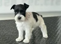 schnauzer 4, a female Miniature Schnauzer for sale in Brookville, IN – 3 of 3