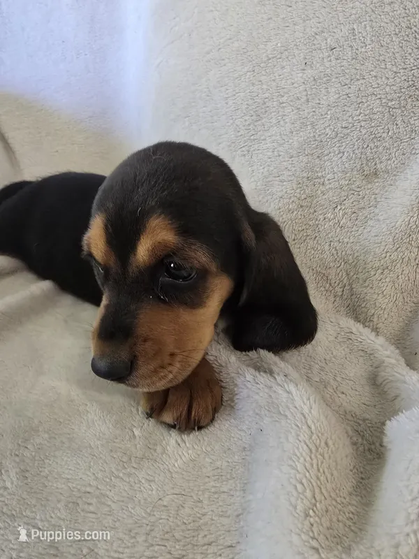 basset 5 – Basset Hound puppy for sale in Brookville, IN