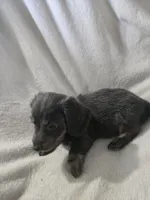 dachshund male, a male Miniature Dachshund for sale in Brookville, IN – 8 of 8