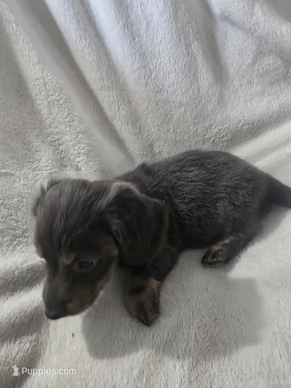 dachshund male – Miniature Dachshund puppy for sale in Brookville, IN