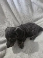 dachshund male, a male Miniature Dachshund for sale in Brookville, IN – 1 of 8