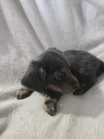 dachshund male, a male Miniature Dachshund for sale in Brookville, IN – 3 of 8