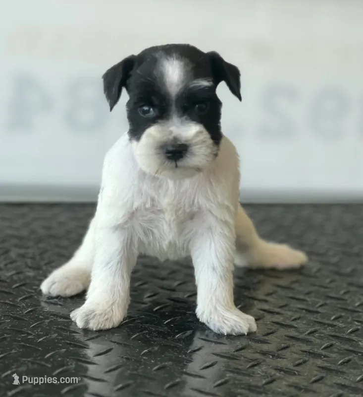 schnauzer 5 – Miniature Schnauzer puppy for sale in Brookville, IN