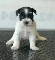 schnauzer 5, a female Miniature Schnauzer for sale in Brookville, IN – 1 of 2