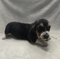 basset 5, a male Basset Hound for sale in Brookville, IN – 2 of 5