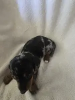 Doxie 3, a male Miniature Dachshund for sale in Brookville, IN – 3 of 6
