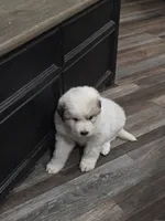 Pup 2, a female Great Pyrenees for sale in Brookville, IN – 2 of 3
