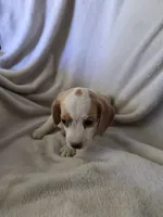 Beagle girl, a female Beagle for sale in Brookville, IN – 5 of 5