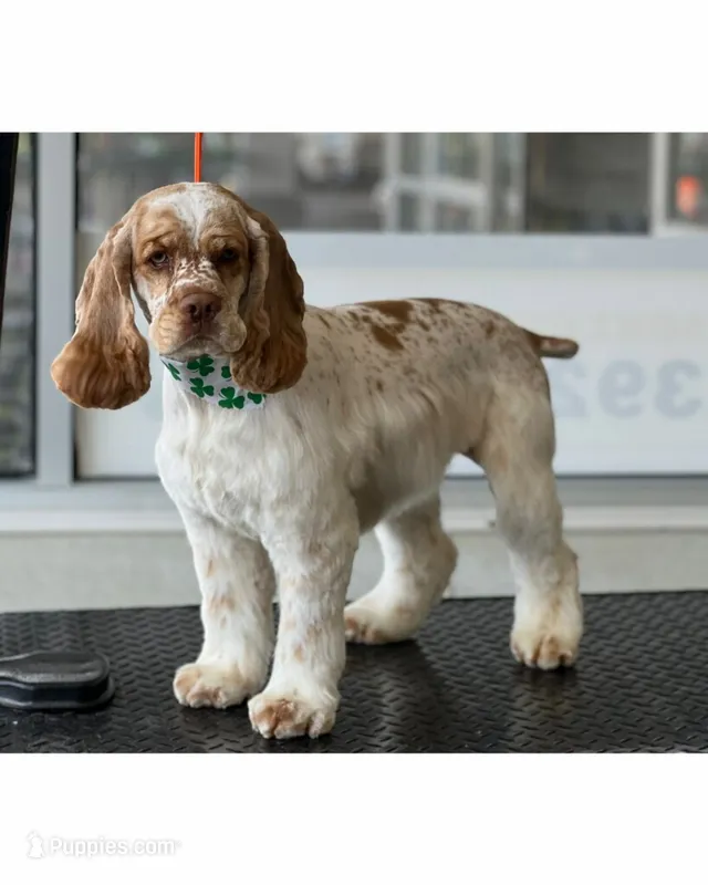Cinnamon  – Cocker Spaniel puppy for sale in Brookville, IN