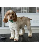 Cinnamon , a female Cocker Spaniel for sale in Brookville, IN – 1 of 1