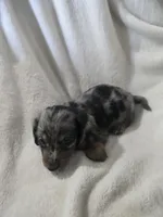 dachshund female , a female Miniature Dachshund for sale in Brookville, IN – 5 of 7