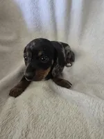 Doxie 3, a male Miniature Dachshund for sale in Brookville, IN – 4 of 6