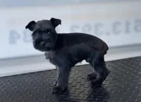schnauzer 1, a male Miniature Schnauzer for sale in Brookville, IN – 2 of 3