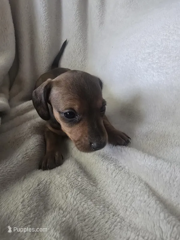 dachshund 3 – Miniature Dachshund puppy for sale in Brookville, IN