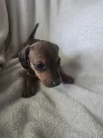 dachshund 3, a female Miniature Dachshund for sale in Brookville, IN – 1 of 5