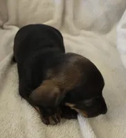 Doxie 2, a male Miniature Dachshund for sale in Brookville, IN – 3 of 5